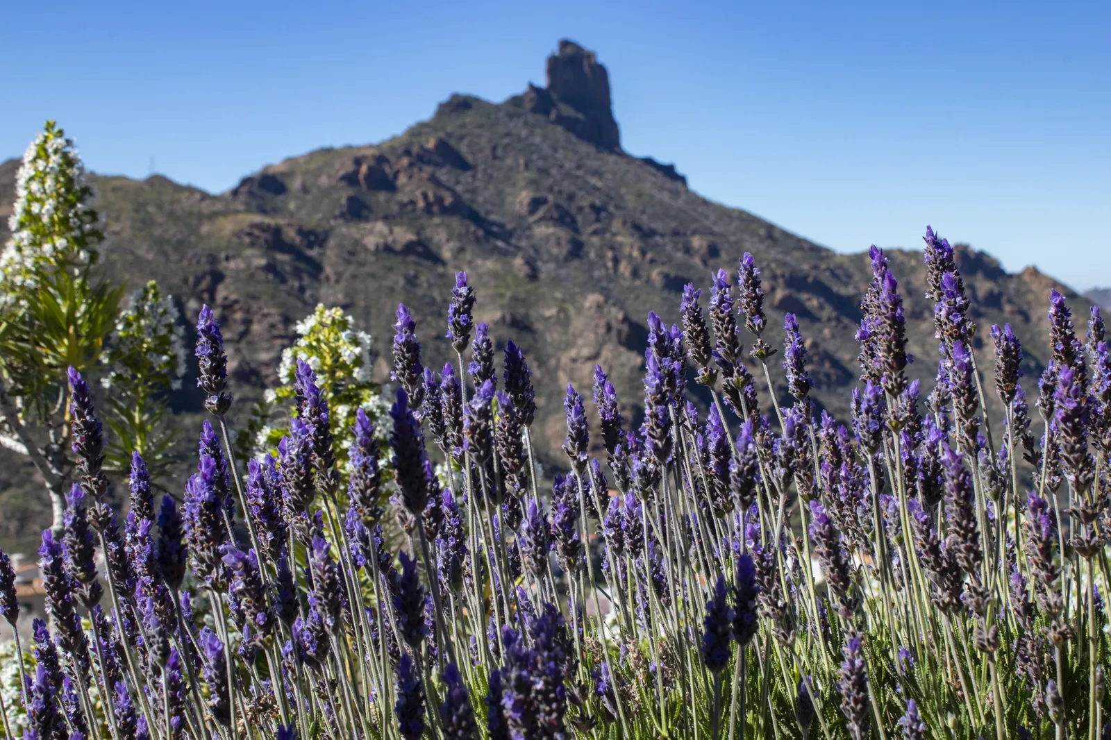 Lavender in flower below a rocky peak